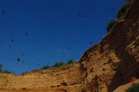 Huge Sand Martin colony.